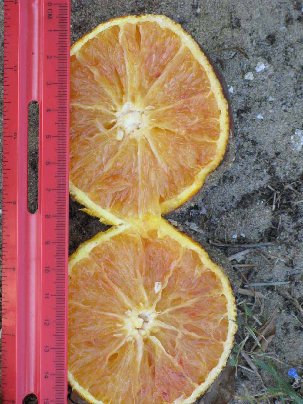            Fruit cross-section (Winter Haven, FL)   